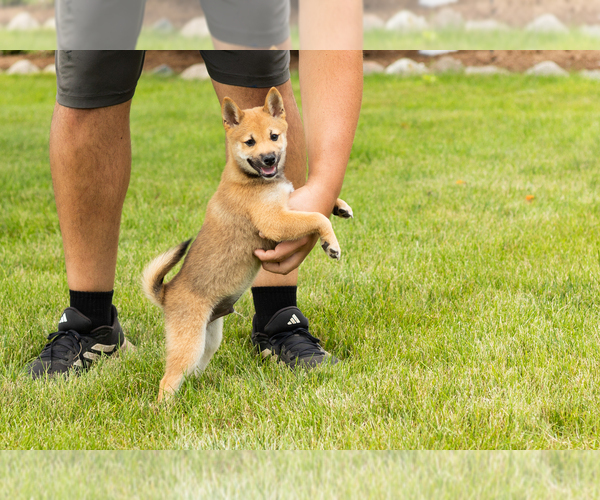 Medium Photo #2 Shiba Inu Puppy For Sale in MILLERSBURG, IN, USA