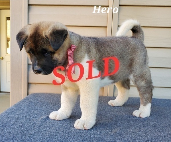 Medium Photo #4 Akita Puppy For Sale in FRESNO, OH, USA