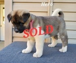Small Photo #4 Akita Puppy For Sale in FRESNO, OH, USA
