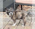 Small #3 Mutt