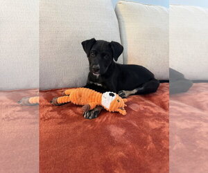 American Pit Bull Terrier-Labrador Retriever Mix Dogs for adoption in Holly Springs, NC, USA