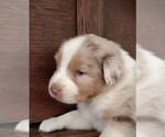 Small Photo #19 Australian Shepherd Puppy For Sale in JEROMESVILLE, OH, USA