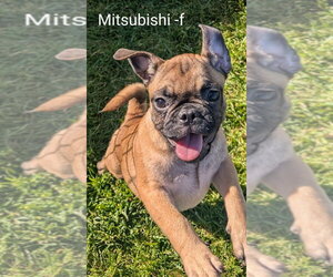 Frenchie Pug Dogs for adoption in San Bernardino, CA, USA