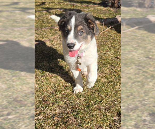 Medium Photo #1 Pyrenees Border Collie Puppy For Sale in MIDWAY, UT, USA