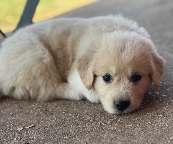 Medium Photo #3 Golden Pyrenees Puppy For Sale in KILLEEN, TX, USA