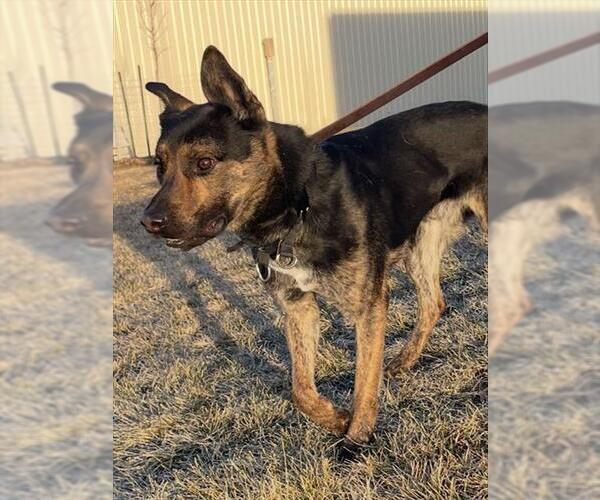 Medium Photo #1 German Shepherd Dog-Unknown Mix Puppy For Sale in Ogden, UT, USA