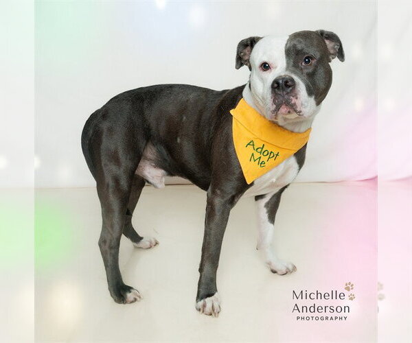 Medium Photo #1 Mutt Puppy For Sale in Corona, CA, USA