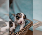 Small Photo #4 Australian Shepherd Puppy For Sale in UNION, MO, USA