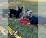 Puppy 2 French Bulldog