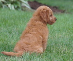 Small #2 Goldendoodle (Miniature)