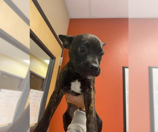 Medium Photo #1 Staffordshire Bull Terrier-Unknown Mix Puppy For Sale in Modesto, CA, USA