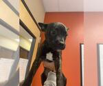 Small Staffordshire Bull Terrier Mix