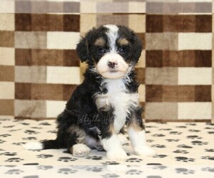 Bernedoodle (Miniature)-Cavapoo (Miniature) Mix Puppy for sale in DENVER, PA, USA