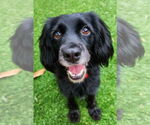 Small Cocker Spaniel Mix
