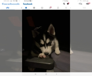 Belgian Malinois-Siberian Husky Mix Puppy for sale in PEORIA, AZ, USA