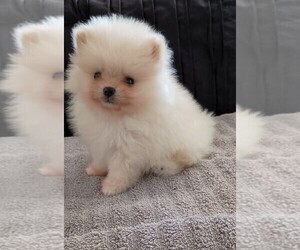 Pomeranian Puppy for sale in PEMBROKE, GA, USA