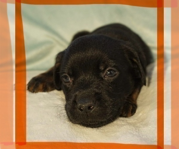 Medium Photo #1 Labrottie-Rottweiler Mix Puppy For Sale in SHARON, NH, USA