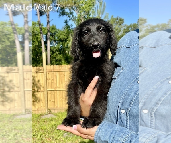 Medium Photo #10 Goldendoodle Puppy For Sale in OCALA, FL, USA