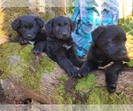 Small Photo #2 Shepradors Puppy For Sale in LAKEBAY, WA, USA
