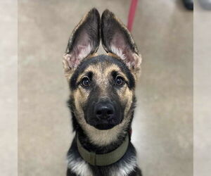 Medium German Shepherd Dog Mix