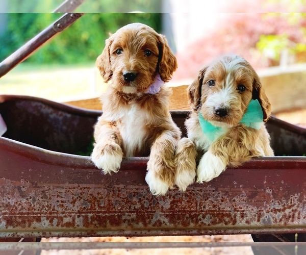 Medium Photo #8 Irish Doodle Puppy For Sale in BREMERTON, WA, USA