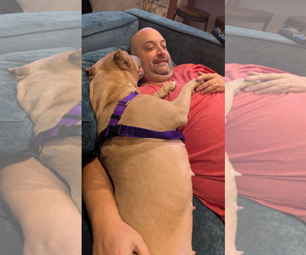 Medium Photo #25 Mutt Puppy For Sale in Philadelphia, PA, USA