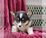 Small #3 Pembroke Welsh Corgi