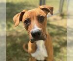 Small #1 Labrador Retriever Mix