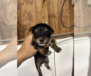 Morkie Puppy for sale in WHITE OAK, GA, USA