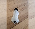Small Photo #12 German Shorthaired Pointer Puppy For Sale in EVANSVILLE, WY, USA