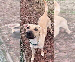Black Mouth Cur-Unknown Mix Dogs for adoption in Texas City, TX, USA