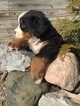 Puppy 4 Bernese Mountain Dog