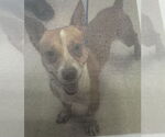 Small #1 Chihuahua Mix