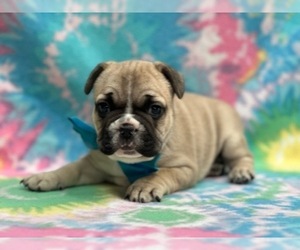French Bulldog Puppy for sale in LANCASTER, PA, USA