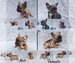 French Bulldog Puppy for sale in GLASSELL, CA, USA