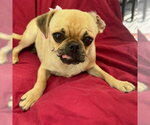 Small #2 Pug Mix