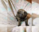 Small Photo #4 Pug Puppy For Sale in SAINT PAUL, MN, USA