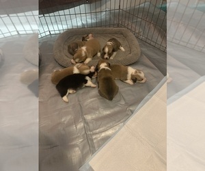 Pembroke Welsh Corgi Puppy for sale in LINDEN, TN, USA