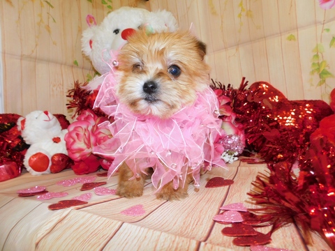Medium Photo #1 Shorkie Tzu Puppy For Sale in HAMMOND, IN, USA