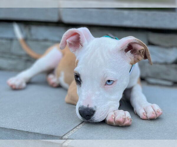 Medium Photo #15 American Pit Bull Terrier-Unknown Mix Puppy For Sale in Wakefield, RI, USA