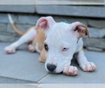 Small #14 American Pit Bull Terrier Mix