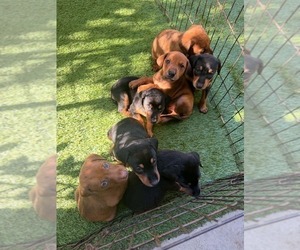 Medium Doberman Pinscher-Mountain Cur Mix