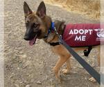 Small #1 German Shepherd Dog