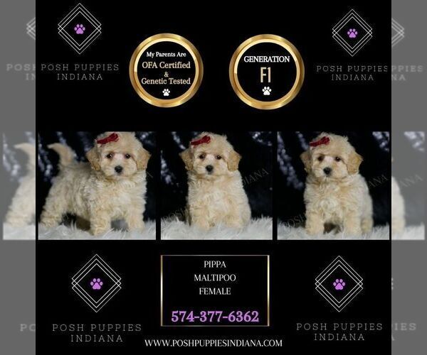Medium Photo #8 Maltipoo (Miniature) Puppy For Sale in WARSAW, IN, USA