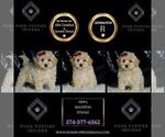 Small Photo #8 Maltipoo (Miniature) Puppy For Sale in WARSAW, IN, USA