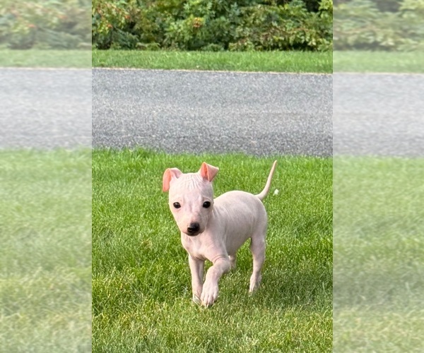 Medium Photo #3 Miniature American Hairless Terrier Puppy For Sale in MEDFORD, MA, USA