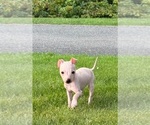 Small #2 Miniature American Hairless Terrier