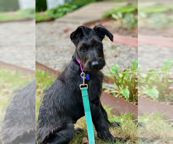 Medium Photo #5 Mutt Puppy For Sale in Oak Bluffs, MA, USA