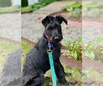 Small #4 Mutt