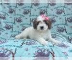 Small #6 Cavapoo